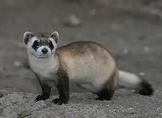 ابن مقرض أسود الأقدام