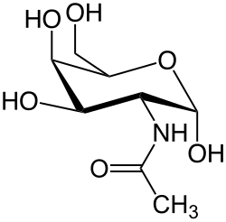 N-أسيتيل-جالاكتوزأمين