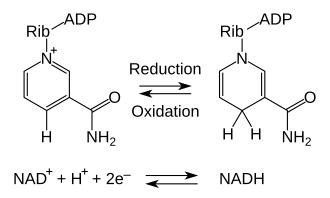 Redoxreaktion des NAD.
