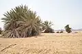 داخل المحمية