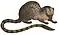 Two-spotted palm civet