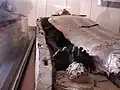 مومياء