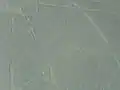 نسر الكندور الأمريكي