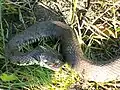 Playing dead, also in ecdysis
