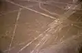 الببغاء