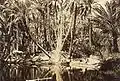 واحة نفطة، حوالي سنة 1930.