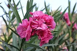 زهرة وردية في حدائق المنتزه بالاسكندرية.