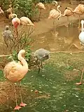 فرخ طائر النحام الوردي
