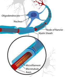 Neuron with oligodendrocyte and myelin sheath in the CNS