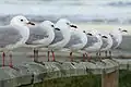 Second-winter, first-winter, and adult birds (first three, from front)