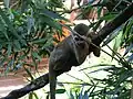 At the Phoenix Zoo.