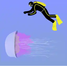 Size comparison of a Nomura's jellyfish next to a diver