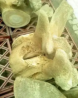 قسط عظمي (تصلب المفصل والتصاقه) حيث يظهر التحام فقرتين في هذه العينة المأخوذة من حوت شمال الأطلسي الصائب