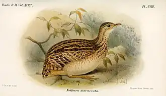 White-bellied Nothura