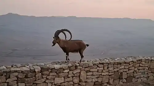 وعل نوبي في وادي الرمان في فلسطين صحراء النقب