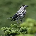 Nucifraga caryocatactes japonica s2