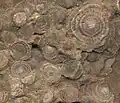 نيموليت(منخربات من الإيوسيني)