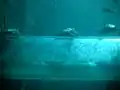 Nurse sharks at the bottom of Mayan Temple Water Slides at أتلانتس جزيرة باراديس.