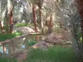 واحة بتيميمون