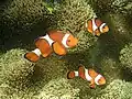 Ocellaris clownfish