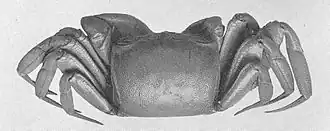 African ghost crab male (top) and female (bottom) from the نهر الكونغو estuary. The ذبل of the male is around 2.9&nbsp;سـم (1.1&nbsp;بوصة) in width..mw-parser-output cite.citation{font-style:inherit;word-wrap:break-word}.mw-parser-output .citation q{quotes:"\"""\"""'""'"}.mw-parser-output .citation:target{background-color:rgba(0,127,255,0.133)}.mw-parser-output .id-lock-free.id-lock-free a{background:url("//upload.wikimedia.org/wikipedia/commons/6/65/Lock-green.svg")right 0.1em center/9px no-repeat}.mw-parser-output .id-lock-limited.id-lock-limited a,.mw-parser-output .id-lock-registration.id-lock-registration a{background:url("//upload.wikimedia.org/wikipedia/commons/d/d6/Lock-gray-alt-2.svg")right 0.1em center/9px no-repeat}.mw-parser-output .id-lock-subscription.id-lock-subscription a{background:url("//upload.wikimedia.org/wikipedia/commons/a/aa/Lock-red-alt-2.svg")right 0.1em center/9px no-repeat}.mw-parser-output .cs1-ws-icon a{background:url("//upload.wikimedia.org/wikipedia/commons/4/4c/Wikisource-logo.svg")left 0.1em center/12px no-repeat}body:not(.skin-timeless):not(.skin-minerva) .mw-parser-output .id-lock-free a,body:not(.skin-timeless):not(.skin-minerva) .mw-parser-output .id-lock-limited a,body:not(.skin-timeless):not(.skin-minerva) .mw-parser-output .id-lock-registration a,body:not(.skin-timeless):not(.skin-minerva) .mw-parser-output .id-lock-subscription a,body:not(.skin-timeless):not(.skin-minerva) .mw-parser-output .cs1-ws-icon a{background-size:contain;padding:0 1em 0 0}.mw-parser-output .cs1-code{color:inherit;background:inherit;border:none;padding:inherit}.mw-parser-output .cs1-hidden-error{display:none;color:var(--color-error,#d33)}.mw-parser-output .cs1-visible-error{color:var(--color-error,#d33)}.mw-parser-output .cs1-maint{display:none;color:#085;margin-left:0.3em}.mw-parser-output .cs1-kern-left{padding-left:0.2em}.mw-parser-output .cs1-kern-right{padding-right:0.2em}.mw-parser-output .citation .mw-selflink{font-weight:inherit}@media screen{.mw-parser-output .cs1-format{font-size:95%}html.skin-theme-clientpref-night .mw-parser-output .cs1-maint{color:#18911f}}@media screen and (prefers-color-scheme:dark){html.skin-theme-clientpref-os .mw-parser-output .cs1-maint{color:#18911f}}Mary J. Rathbun (1921). "The brachyuran crabs collected by the American Museum Congo Expedition, 1909-1915". Bulletin of the American Museum of Natural History. ج.&nbsp;43: 379–474. مؤرشف من الأصل في 2020-01-24.