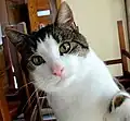 Image 6قط منزلي