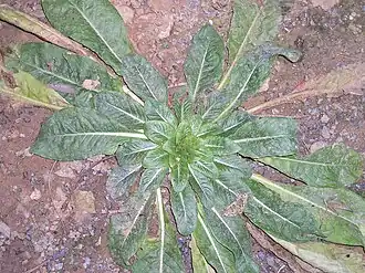 وريدة النبات في عامه الأول