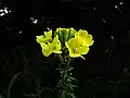 أخدرية عطرية
