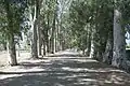 طريق أوكاليبتوس (بالتركية: Okaliptüs Yolu).