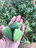 موسم البامية في السودان