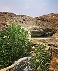 نبات الدفلى في وادي اعسمة
