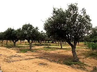 أشجار الزيتون في مقاطعة ناميبي.