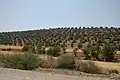 حقل من الزَّيتون في المغرب.