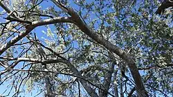 The canopy of the Olneya provides cool shade in a hot desert. The white flowing young branches turning into the bluegray leaves. A hint of the blue sky pouring through, illuminated by the fair bark. A beautiful place for the Coyote to rest and various wildflowers to grow under.