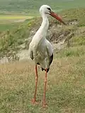 لقلق أبيض