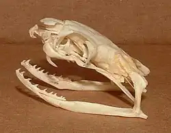 جمجمة ملك الكوبرا