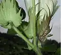 Natural biocontrol: predatory زرقطة wasp looking for bollworms or other caterpillars on cotton plant in Hemingway, South Carolina