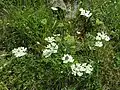 Habitus