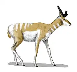 أوسبورنوسيرو&nbsp;[الإنجليزية](ظباء وعلية من الميوسيني)