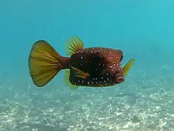 Ostracion cubicus