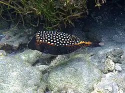 Ostracion meleagris mâle
