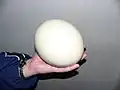 بيض النعامة