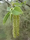 عسيل ذكري على نبات Ostrya carpinifolia