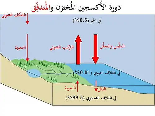 دورة الأكسجين