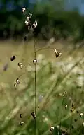 منتزه بُرِي تُتْشُلِسْكي الوطني ، بُلَندَة