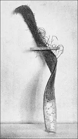 الهليون لاحظ حالة الجذع بالارض. نُشِرَت الصورة عام 1893.