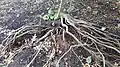 Pagoda Dogwood stump (36906964190)
