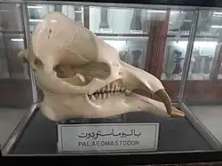 باليوماستودون هو جنس منقرض ينتمي إلى رتبة الفيليات عاش في عصر الإيوسين من (35-36) مليون سنة