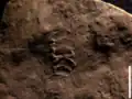أشكال الحياة الإدياكارية الغامضة المعروف باسم باليوباسيكنس تصنف ضمن الأحافير الكبيرة.