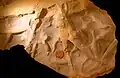 أثر أحفوري (Palaeophycus) من تشكيل لوغان (الفحمي السفلى) من ووستير (أوهايو).